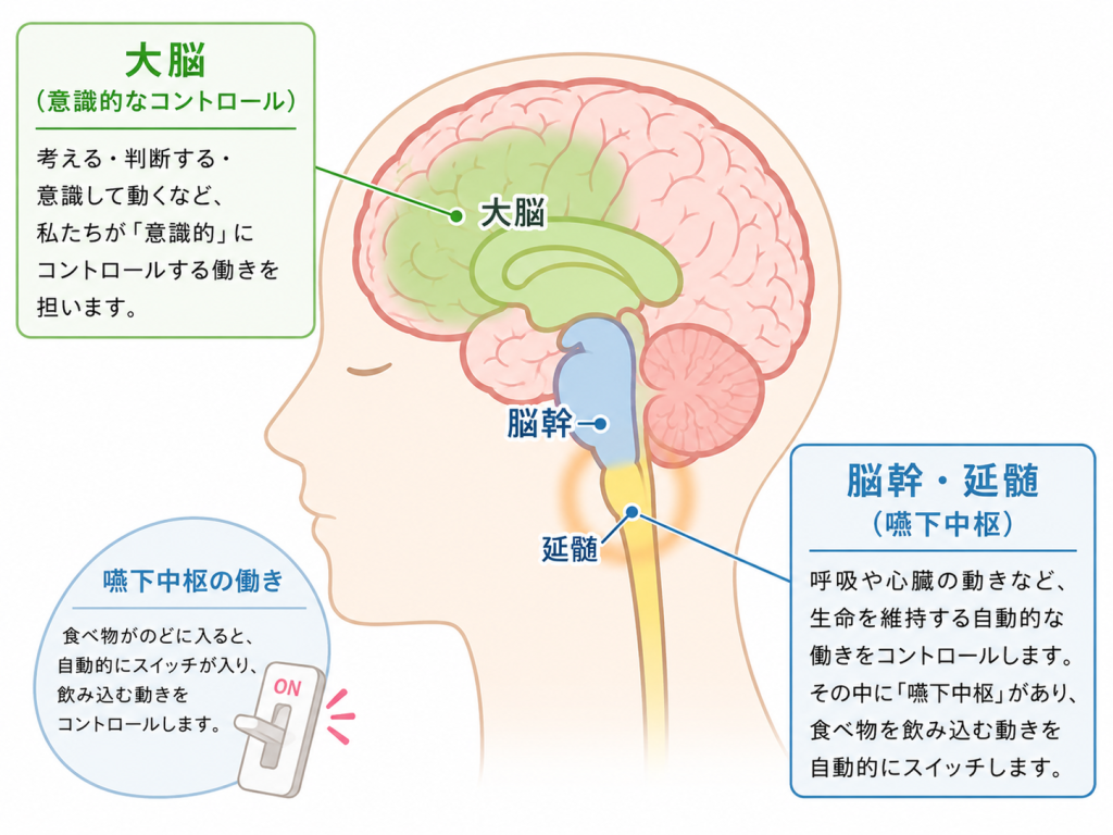 脳と嚥下の関係を示す図解イラスト